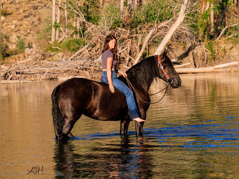 Friesian horses Mare 6 years 15,3 hh Black in Billings