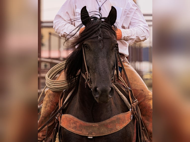 Friesian horses Mare 6 years 15,3 hh Black in Billings