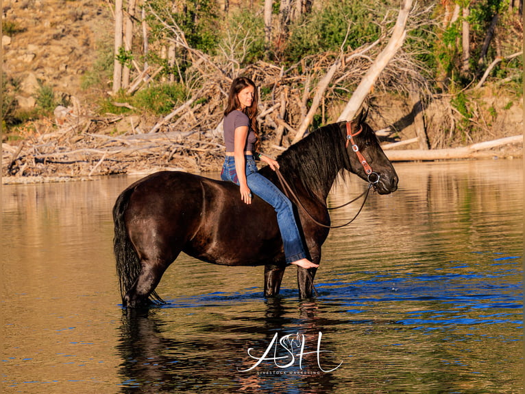 Friesian horses Mare 6 years 15,3 hh Black in Billings