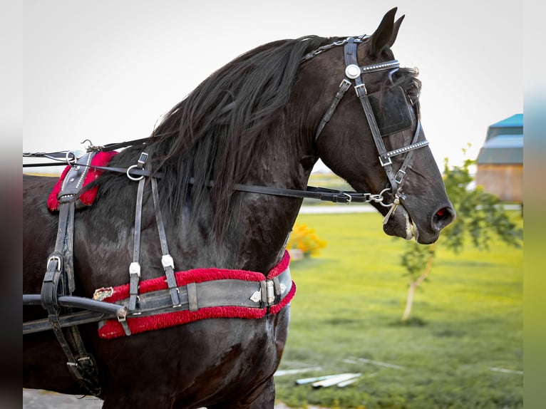 Friesian horses Mare 6 years 15,3 hh Black in Billings