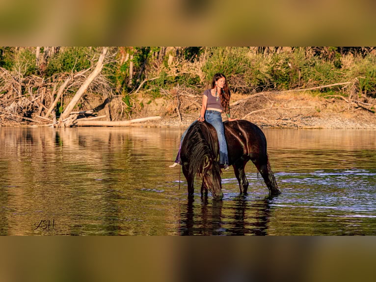 Friesian horses Mare 6 years 15,3 hh Black in Billings