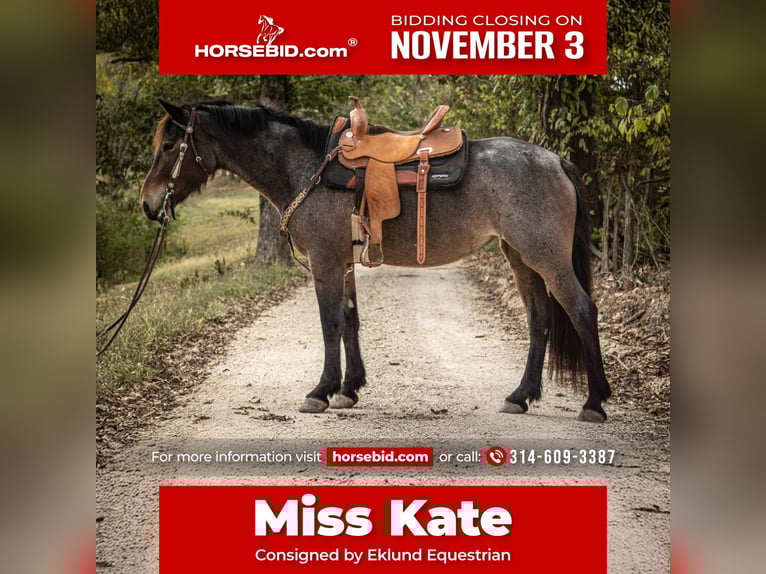 Friesian horses Mix Mare 6 years 15,3 hh Roan-Bay in Saint Clair