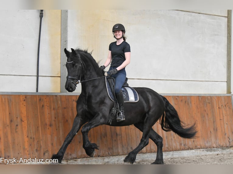 Friesian horses Mare 6 years 16.1 hh Black in Mijnsheerenland