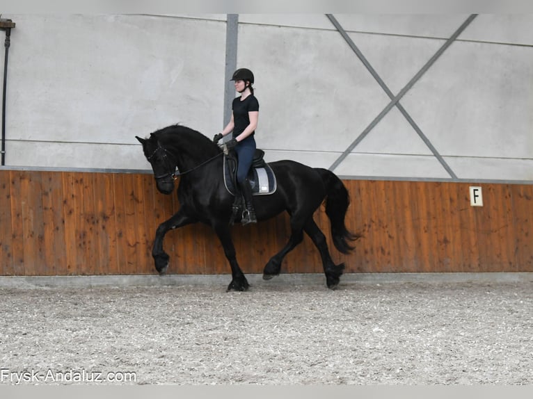 Friesian horses Mare 6 years 16.1 hh Black in Mijnsheerenland