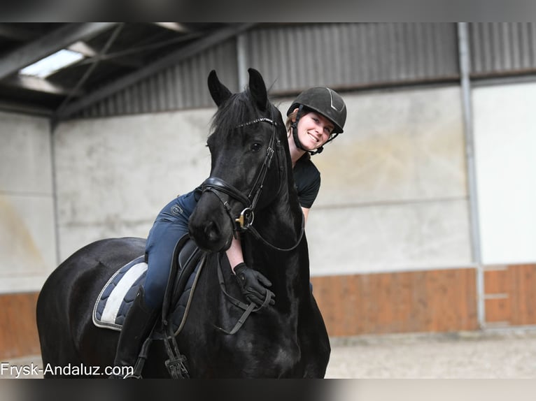 Friesian horses Mare 6 years 16.1 hh Black in Mijnsheerenland