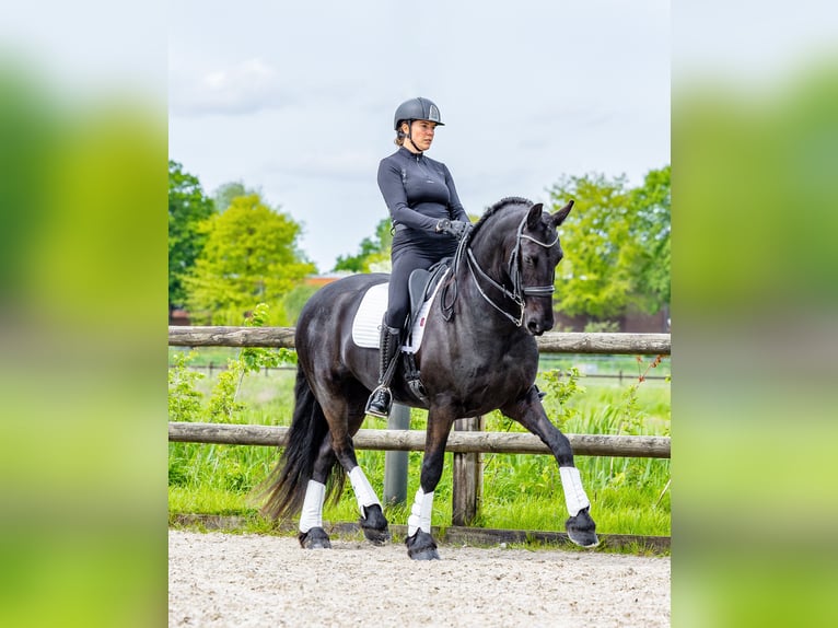 Friesian horses Mare 6 years 16,2 hh Black in Babyloniënbroek