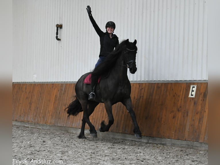 Friesian horses Mare 6 years 16.2 hh Black in Mijnsheerenland