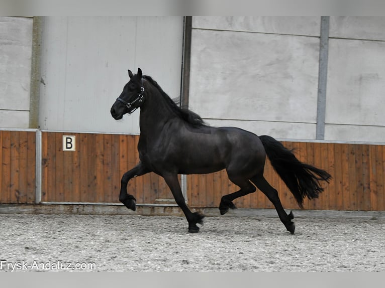 Friesian horses Mare 6 years 16.2 hh Black in Mijnsheerenland