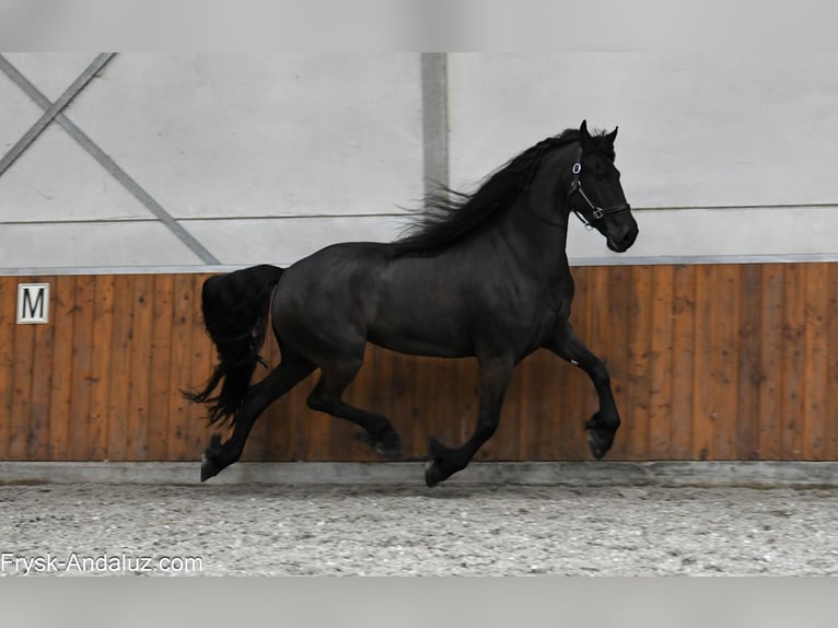 Friesian horses Mare 6 years 16.2 hh Black in Mijnsheerenland