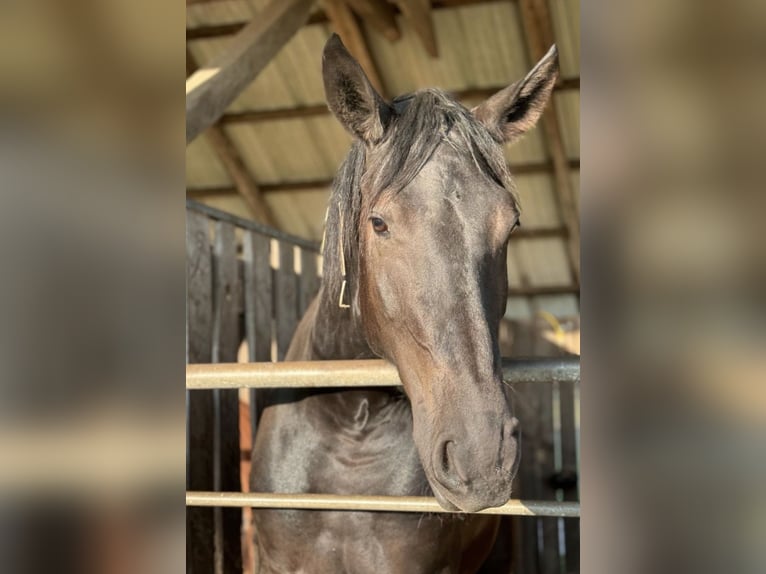 Friesian horses Mix Mare 6 years 16.2 hh Black in Coesfeld