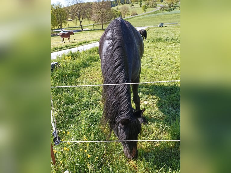 Friesian horses Mare 6 years 16 hh Black in Hafenlohr