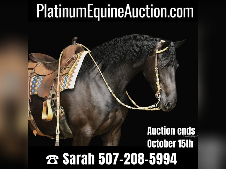 Friesian horses Mare 6 years 16 hh Black in INDEPENDENCE, IA
