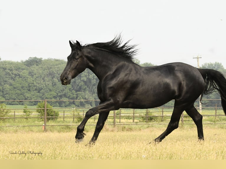 Black Horse 15TY918SS - Black Horse Front Runner