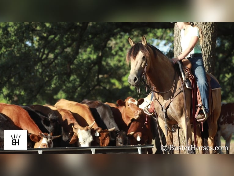 Friesian horses Mare 6 years 16 hh Buckskin in Weatherford TX
