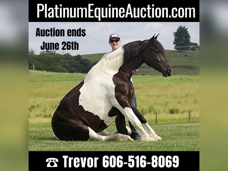 Friesian horses Mare 6 years 16 hh Tobiano-all-colors in whitley city, ky