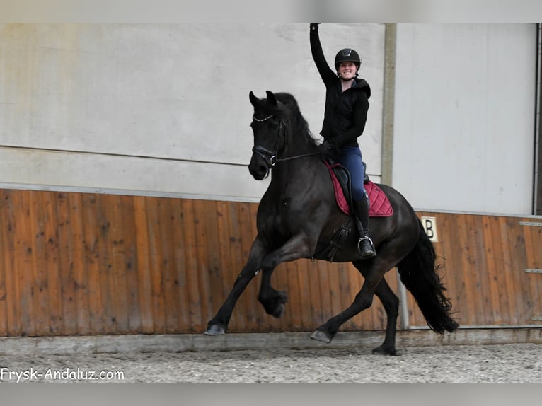 Friesian horses Mare 6 years 16,2 hh Black in Mijnsheerenland