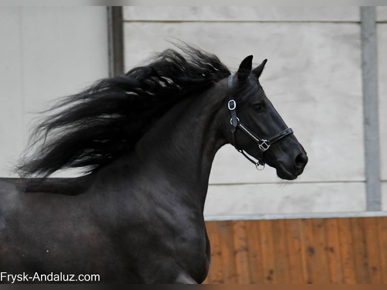 Friesian horses Mare 6 years 16,2 hh Black in Mijnsheerenland