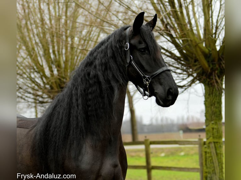Friesian horses Mare 6 years 16,2 hh Black in Mijnsheerenland