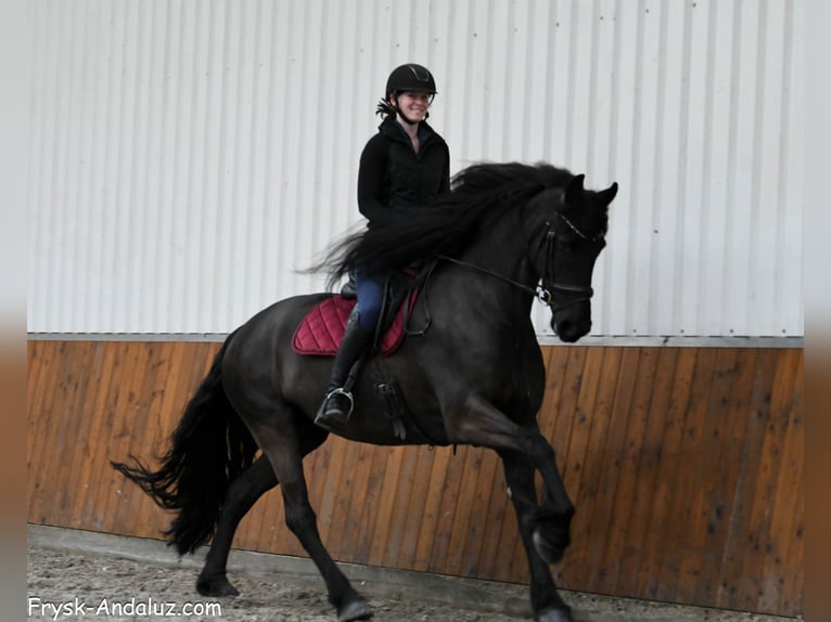 Friesian horses Mare 6 years 16,2 hh Black in Mijnsheerenland