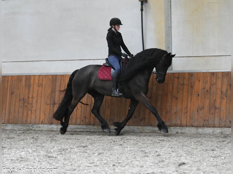 Friesian horses Mare 6 years 16,2 hh Black in Mijnsheerenland