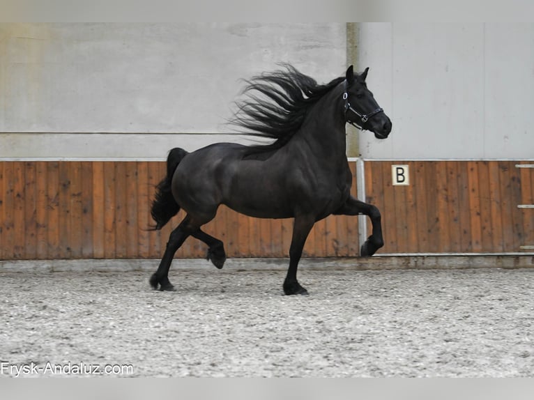 Friesian horses Mare 6 years 16,2 hh Black in Mijnsheerenland