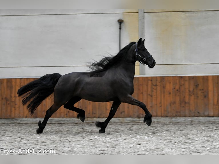 Friesian horses Mare 6 years 16,2 hh Black in Mijnsheerenland