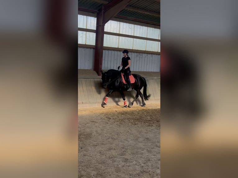 Friesian horses Mix Mare 6 years 16,2 hh Black in Coesfeld