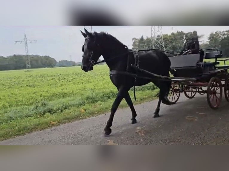 Friesian horses Mix Mare 6 years 16,2 hh Black in Coesfeld