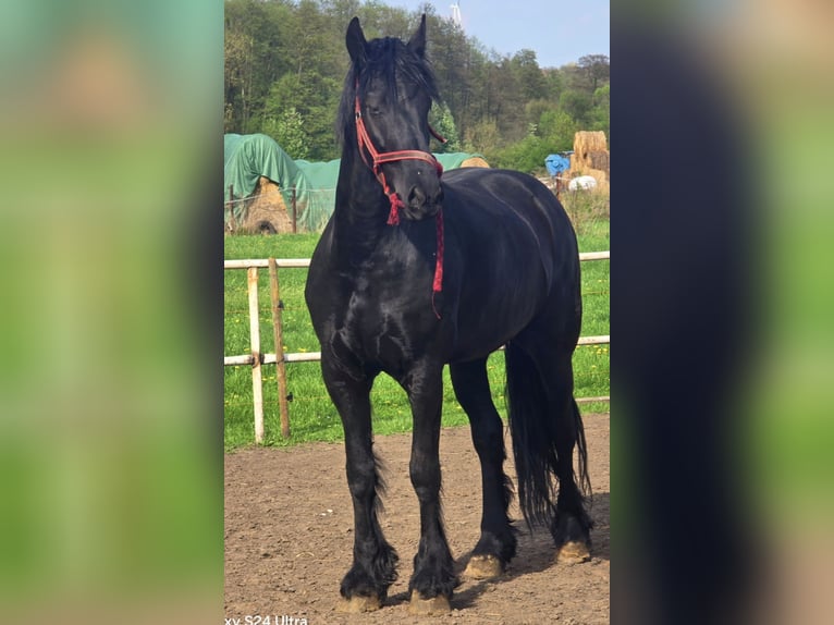 Friesian horses Mare 6 years 16,3 hh Black in Knezha