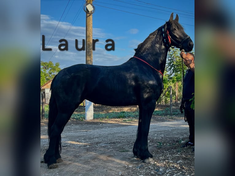 Friesian horses Mare 6 years 16,3 hh Black in Knezha