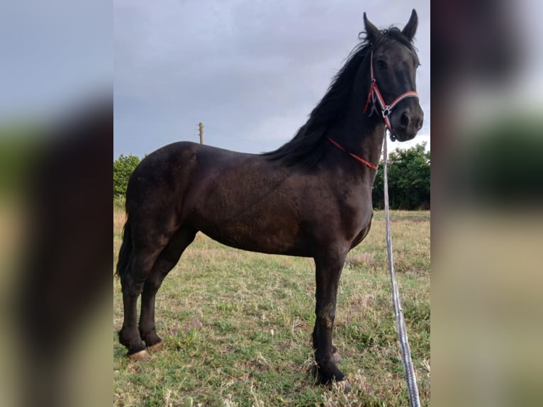 Friesian horses Mare 6 years 16,3 hh Black in Knezha