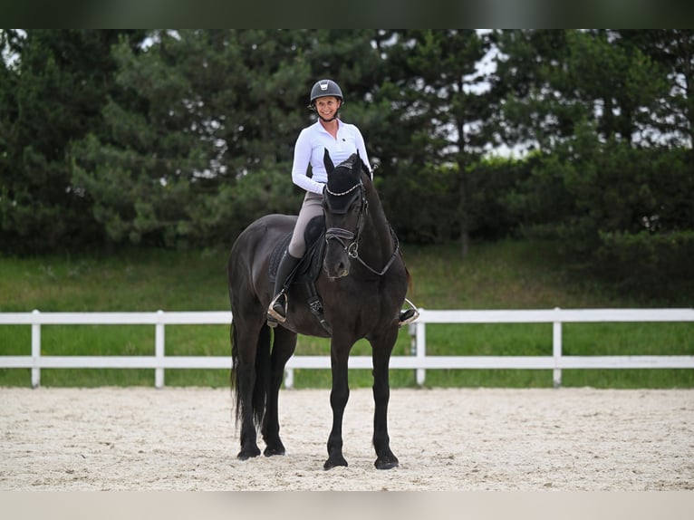 Friesian horses Mare 6 years 17 hh Black in Prague 4