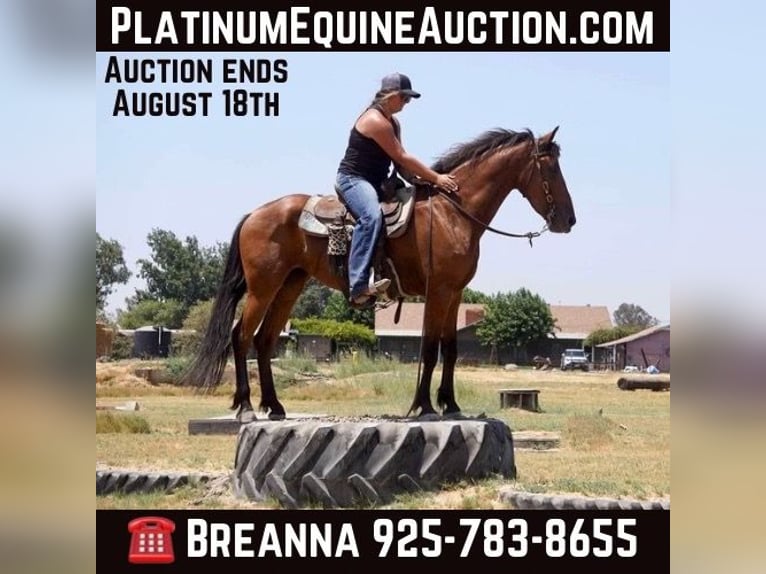 Friesian horses Mare 6 years Bay in Valley Springs CA