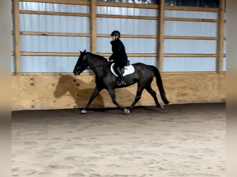 Friesian horses Mare 6 years Black in Dallas PA