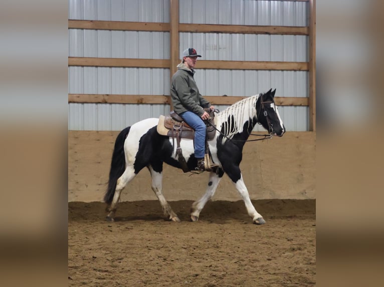 Friesian horses Mix Mare 7 years 15.1 hh Pinto in Howell