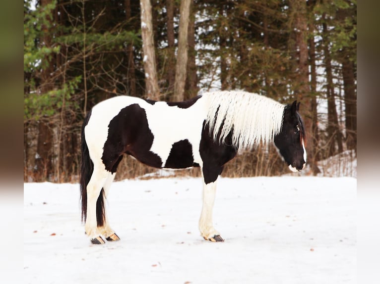 Friesian horses Mix Mare 7 years 15.1 hh Pinto in Howell