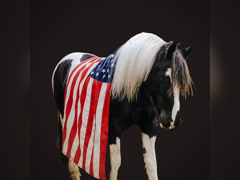 Friesian horses Mix Mare 7 years 15.1 hh Pinto in Howell