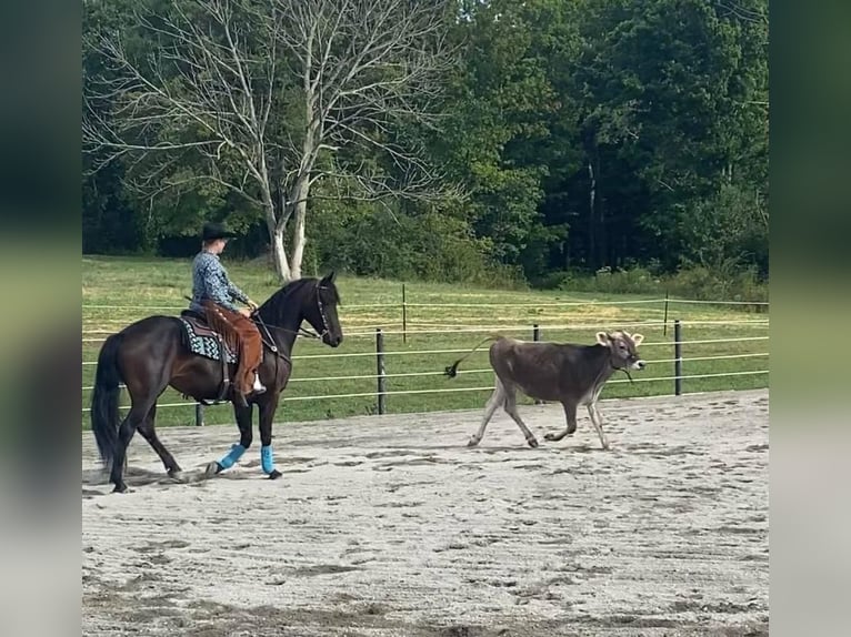 Friesian horses Mare 7 years 15,3 hh Bay in Andover, OH