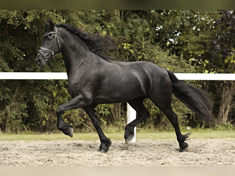 Friesian horses Mare 7 years 15,3 hh Black in Britswert