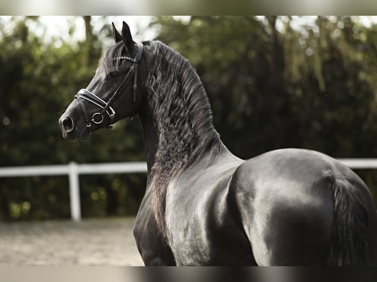 Friesian horses Mare 7 years 15,3 hh Black in Britswert