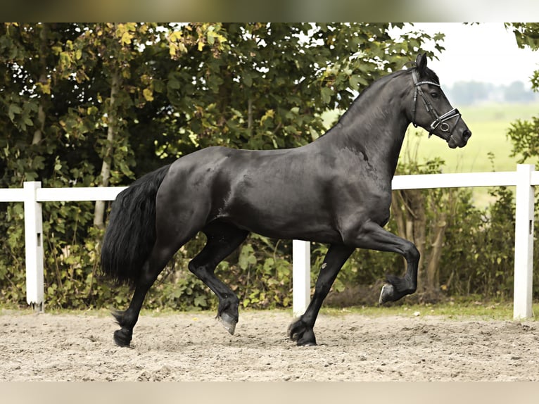 Friesian horses Mare 7 years 15,3 hh Black in Britswert