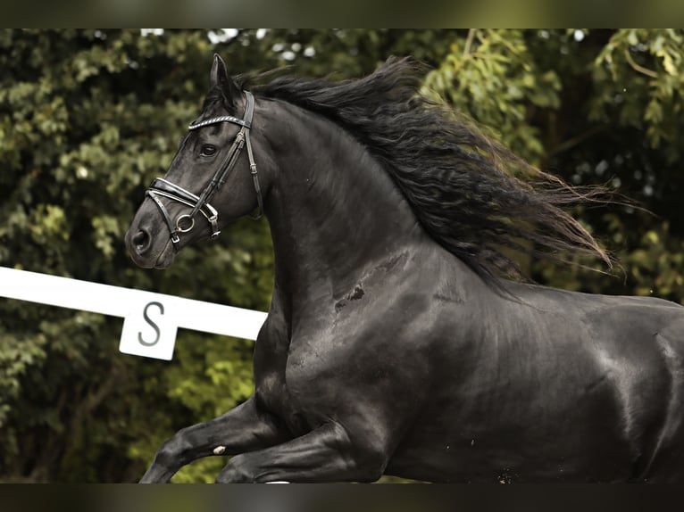 Friesian horses Mare 7 years 15,3 hh Black in Britswert