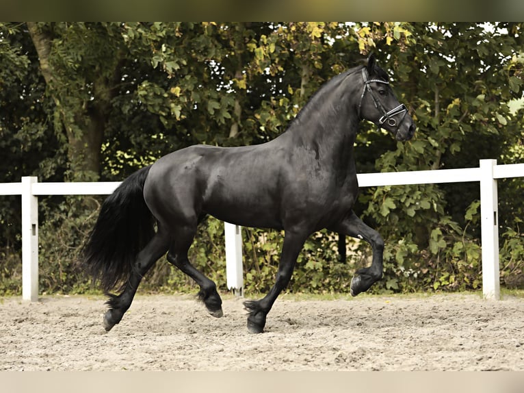 Friesian horses Mare 7 years 15,3 hh Black in Britswert