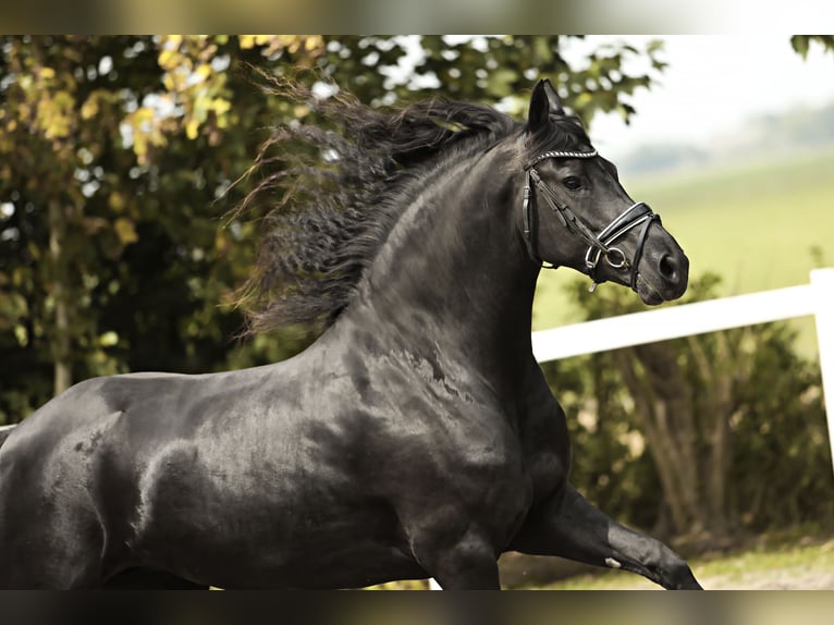 Friesian horses Mare 7 years 15,3 hh Black in Britswert