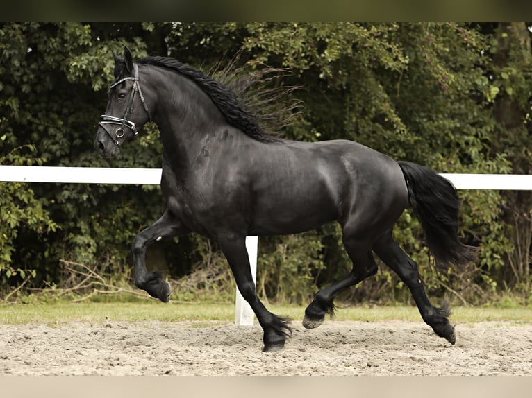 Friesian horses Mare 7 years 15,3 hh Black in Britswert