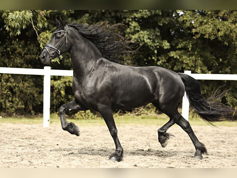 Friesian horses Mare 7 years 15,3 hh Black in Britswert