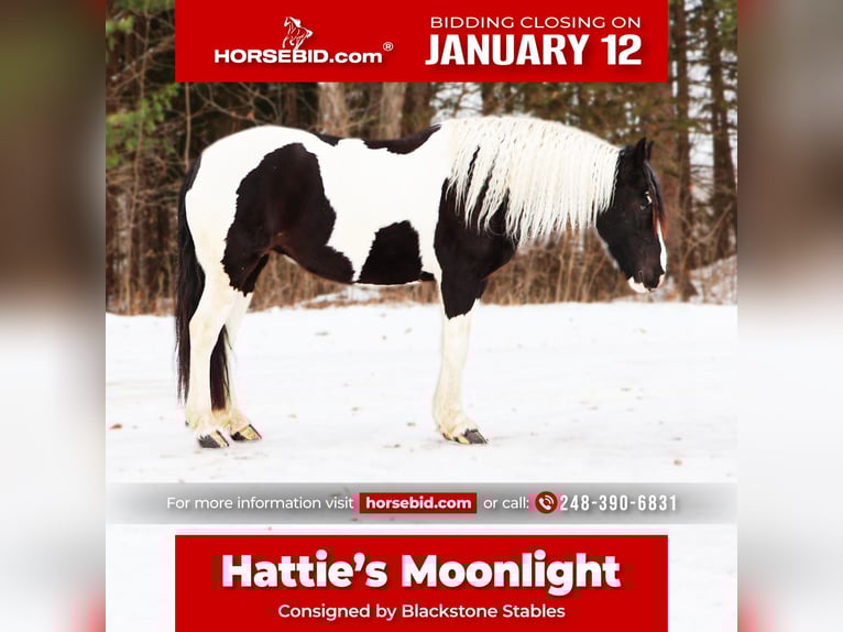 Friesian horses Mix Mare 7 years 15,1 hh Pinto in Howell