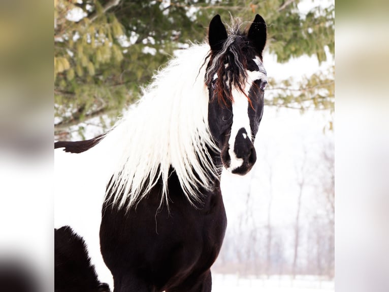 Friesian horses Mix Mare 7 years 15,1 hh Pinto in Howell