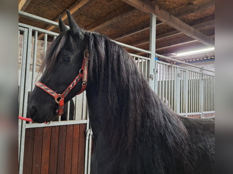 Friesian horses Mare 7 years 15,2 hh Black in Dalen