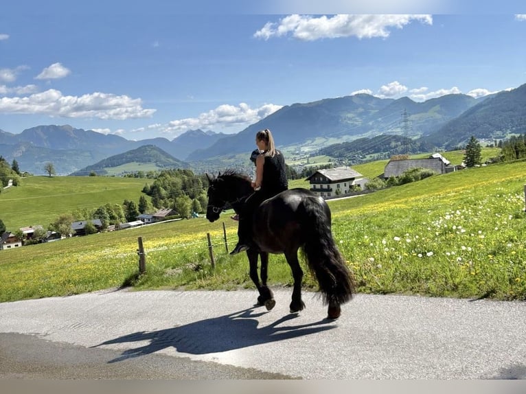 Friesian horses Mare 7 years 15,2 hh Black in Irdning